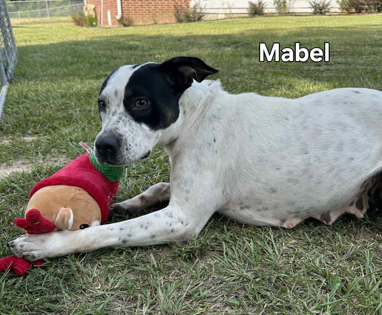 Enlarge Mabel, a Adoptable Mixed Breed in Springhill, LA image 2/2