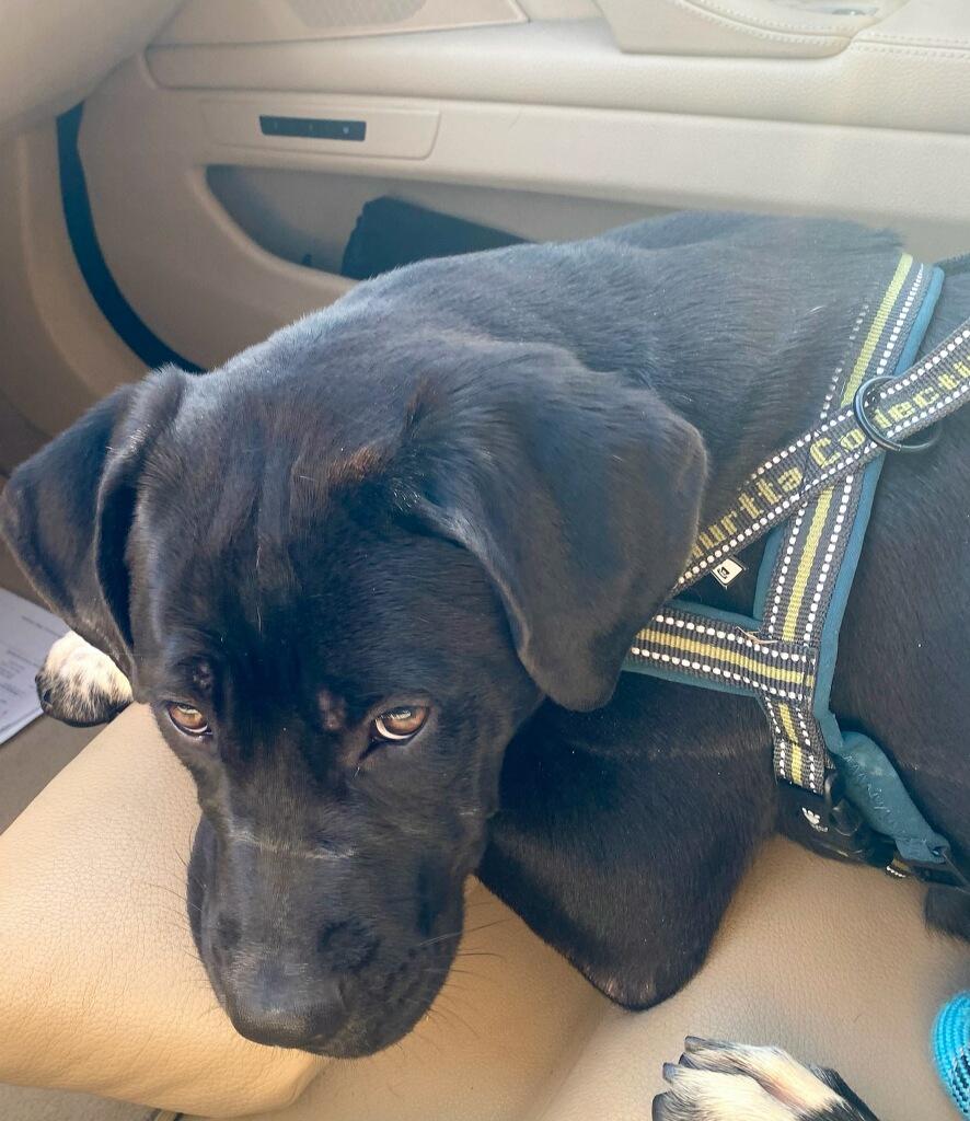 Gracie, a Adopted mixed breed in Rancho Cucamonga, CA image 2/4