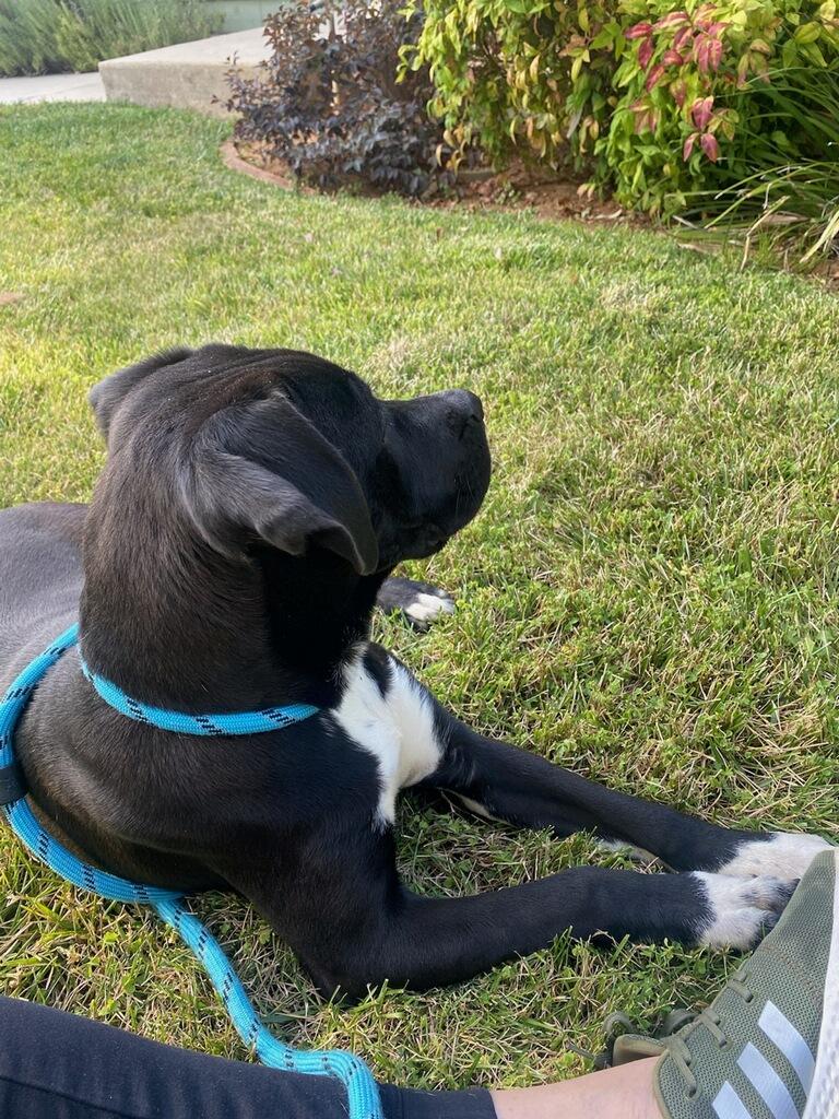 Gracie, a Adopted mixed breed in Rancho Cucamonga, CA image 3/4