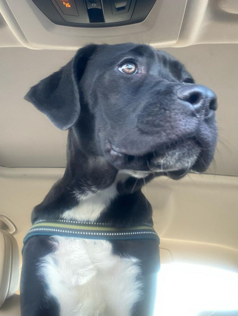 Gracie, a Adopted mixed breed in Rancho Cucamonga, CA image 4/4