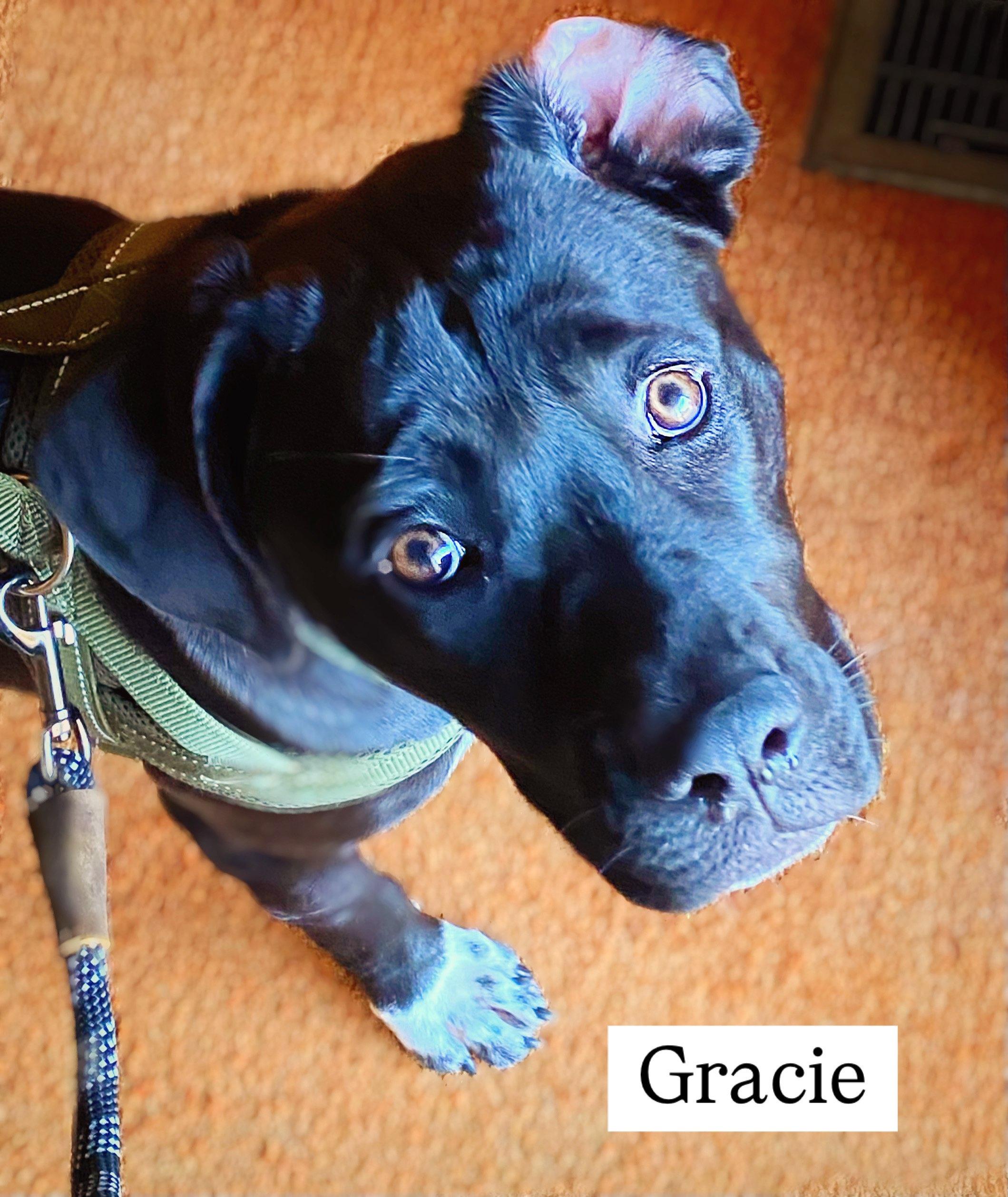 Gracie, a Adopted mixed breed in Rancho Cucamonga, CA image 1/4