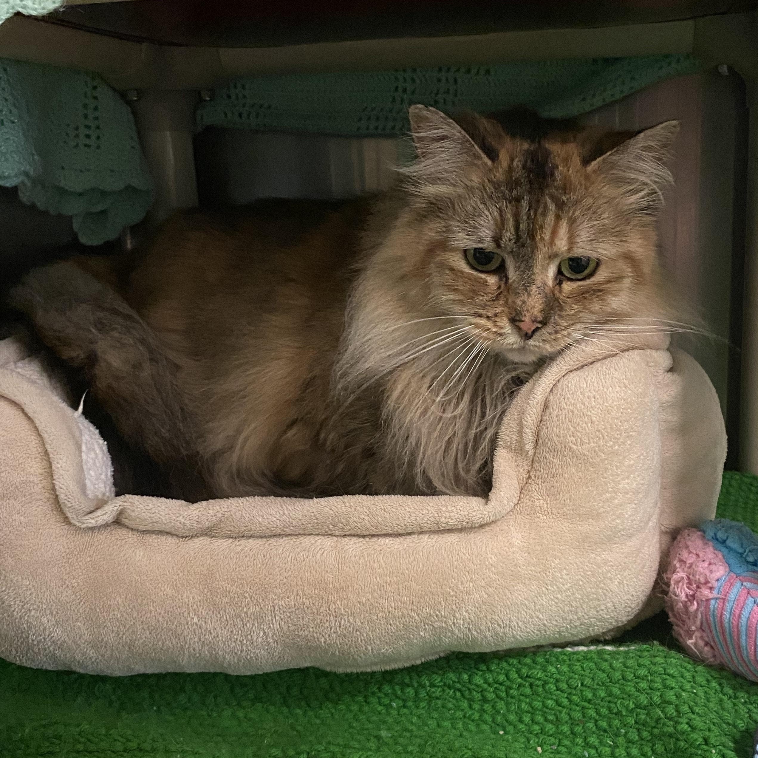 Lena, Senior Female unknown
