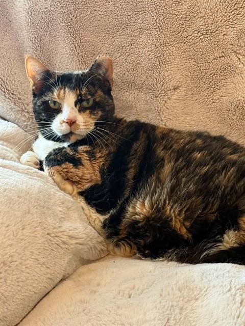 Enlarge BONITA, a Adoptable Domestic Short Hair in Saint Peters, MO image 1/1