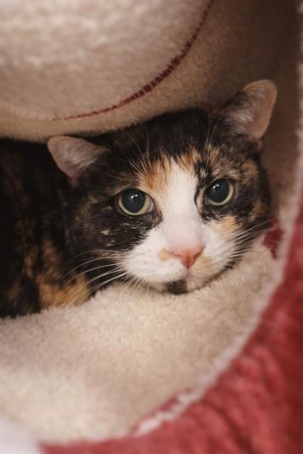 Enlarge BONITA, a Adoptable Domestic Short Hair in Saint Peters, MO image 1/1