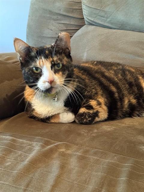 Enlarge BONITA, a Adoptable Domestic Short Hair in Saint Peters, MO image 1/1