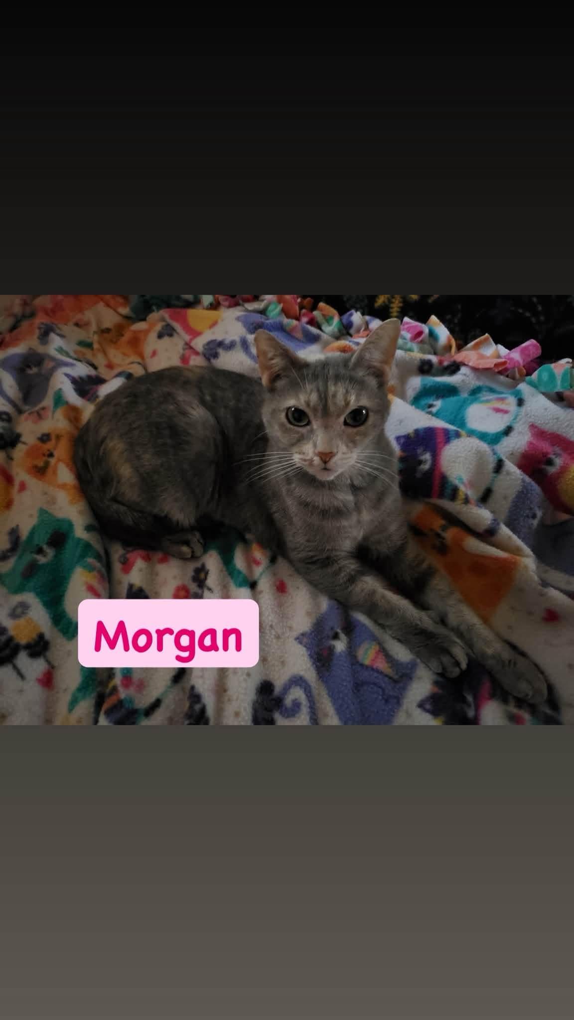 Morgan, ADOPTABLE, Senior Female Domestic Short Hair.