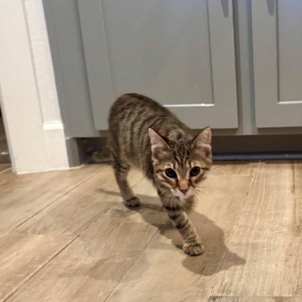 Enlarge Archie, a Adoptable Domestic Short Hair in Missouri City, TX image 1/2