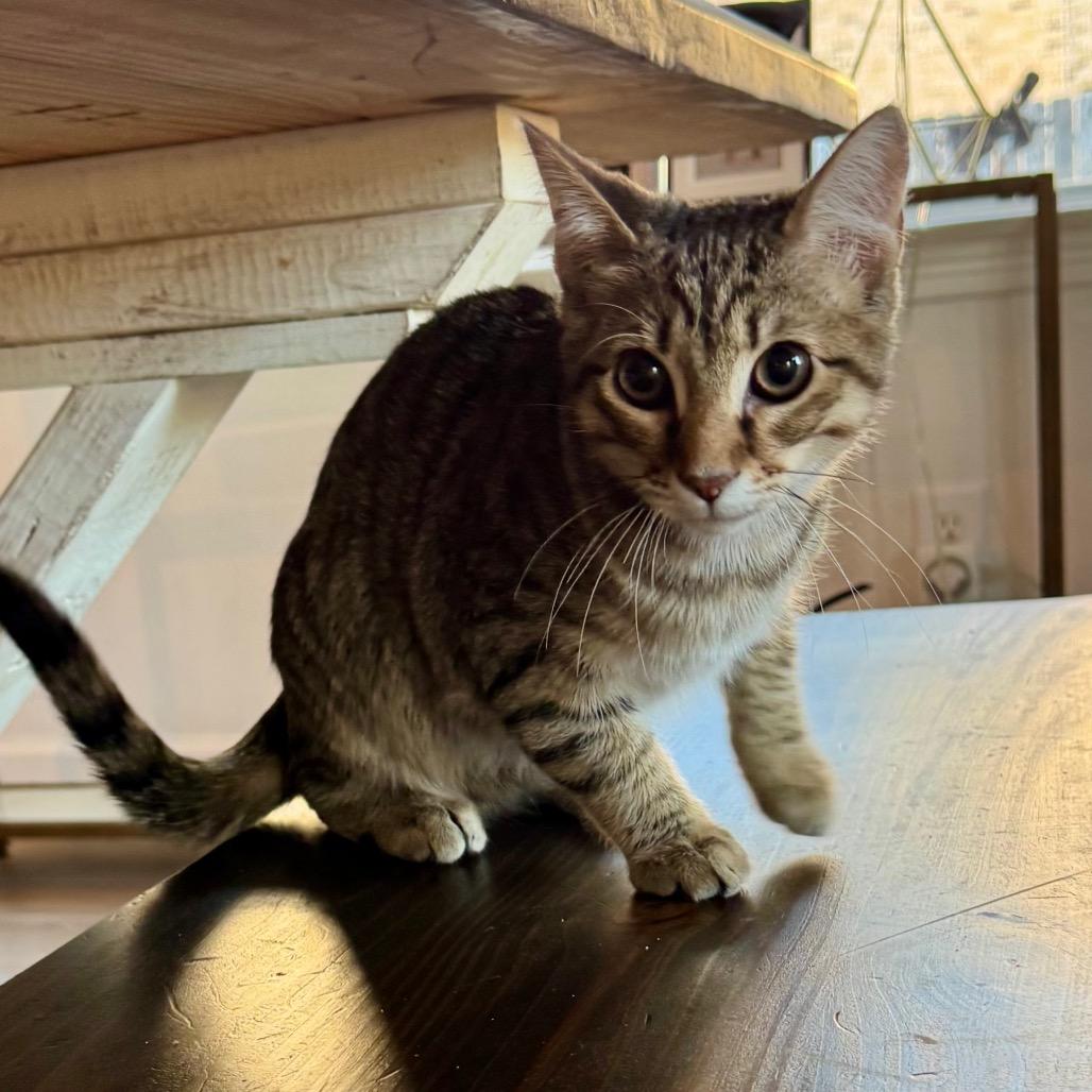 Enlarge Archie, a Adoptable Domestic Short Hair in Missouri City, TX image 2/2