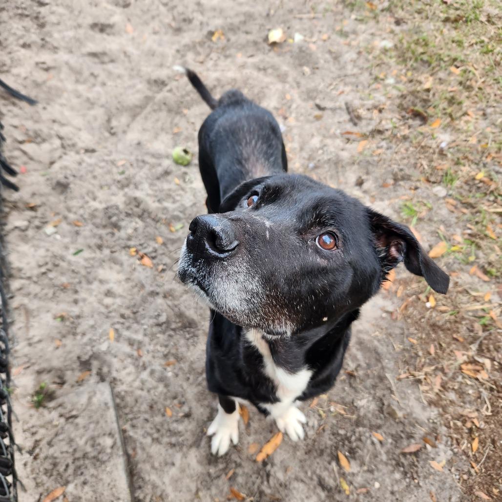 Rocco, Adoptable, Senior Male Black Labrador Retriever & Mixed Breed.