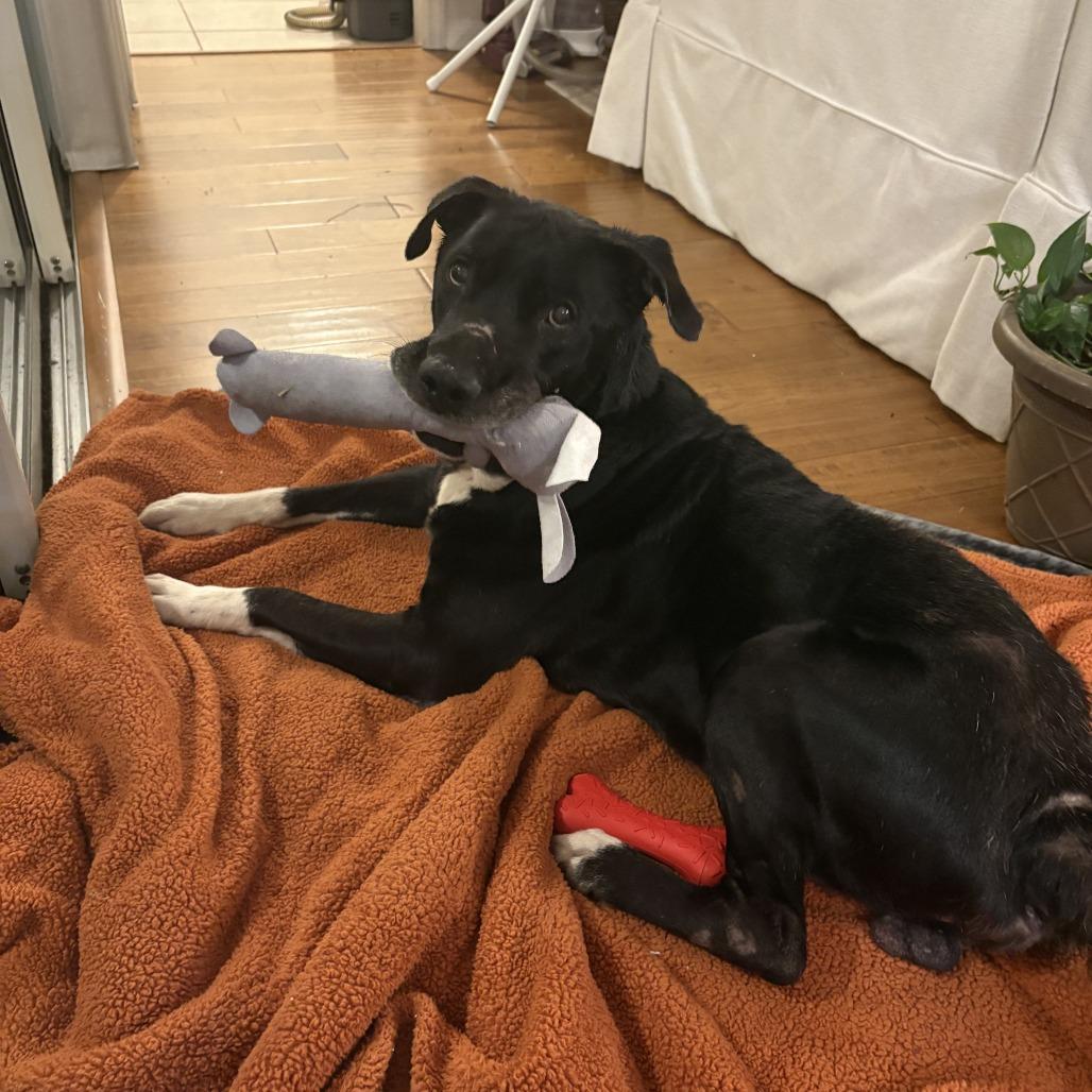 Rocco, a Adoptable mixed breed in Gainesville, FL image 2/6