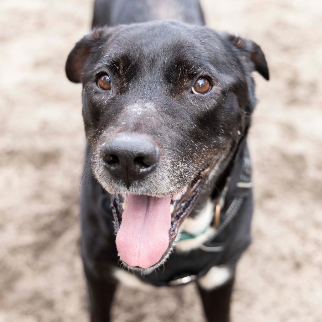 Rocco, a Adoptable mixed breed in Gainesville, FL image 3/6