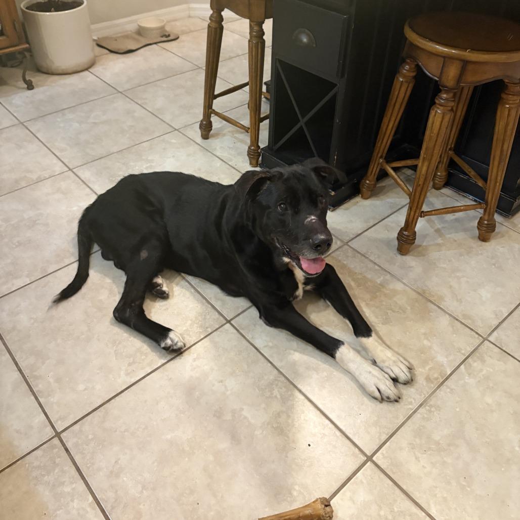 Rocco, a Adoptable mixed breed in Gainesville, FL image 4/6