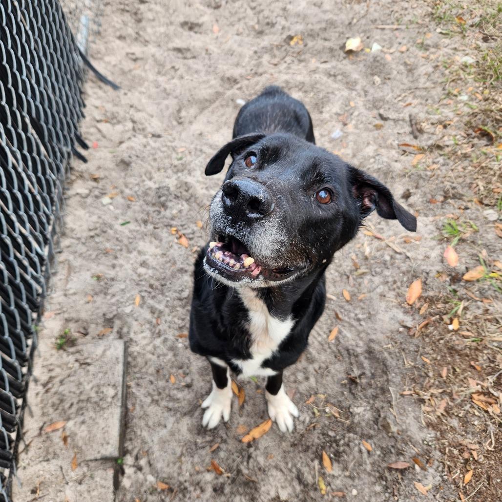 Rocco, a Adoptable mixed breed in Gainesville, FL image 5/6