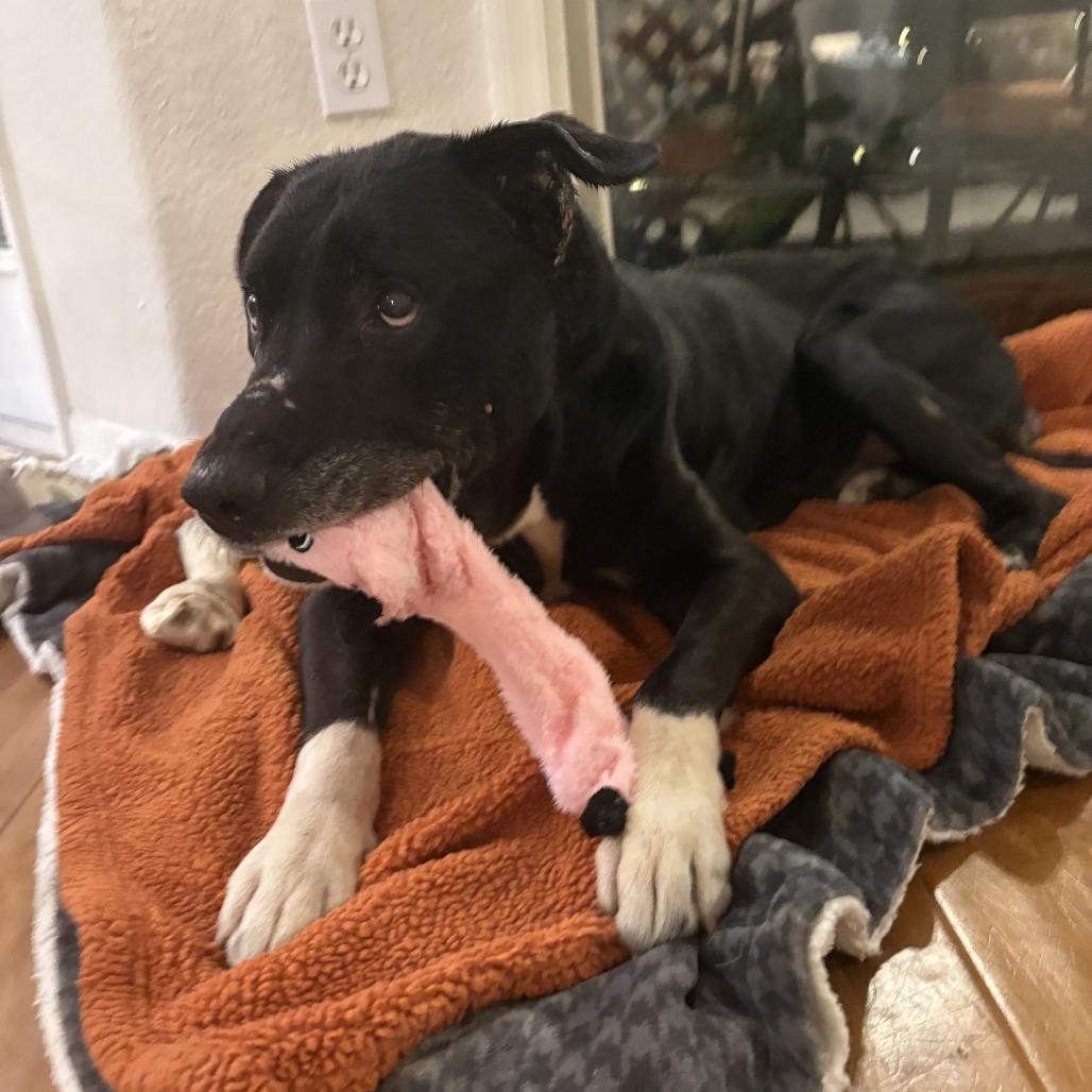 Rocco, a Adoptable mixed breed in Gainesville, FL image 6/6