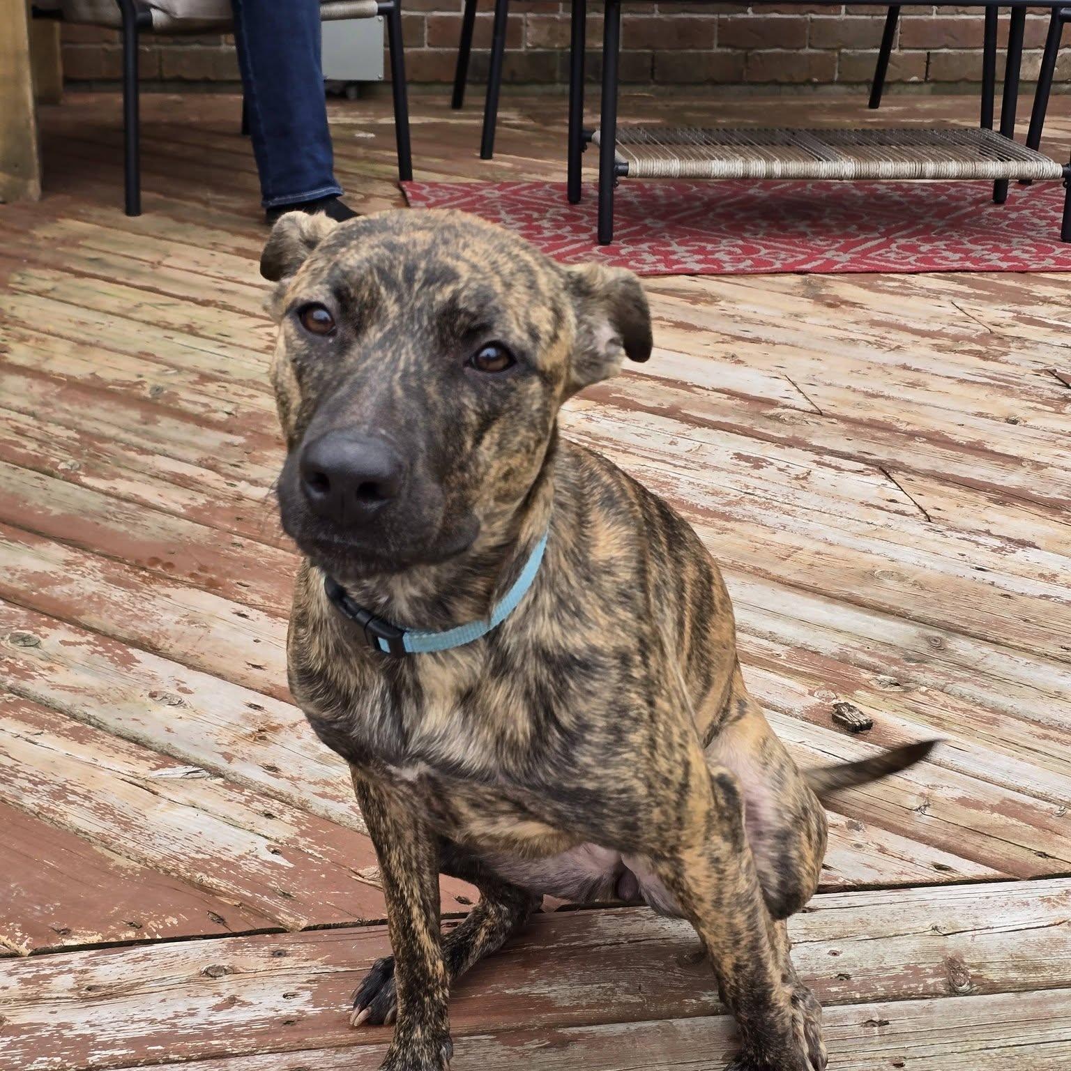 Enlarge Delilah, an adopted mixed breed in Woodstock, ON image 1/5