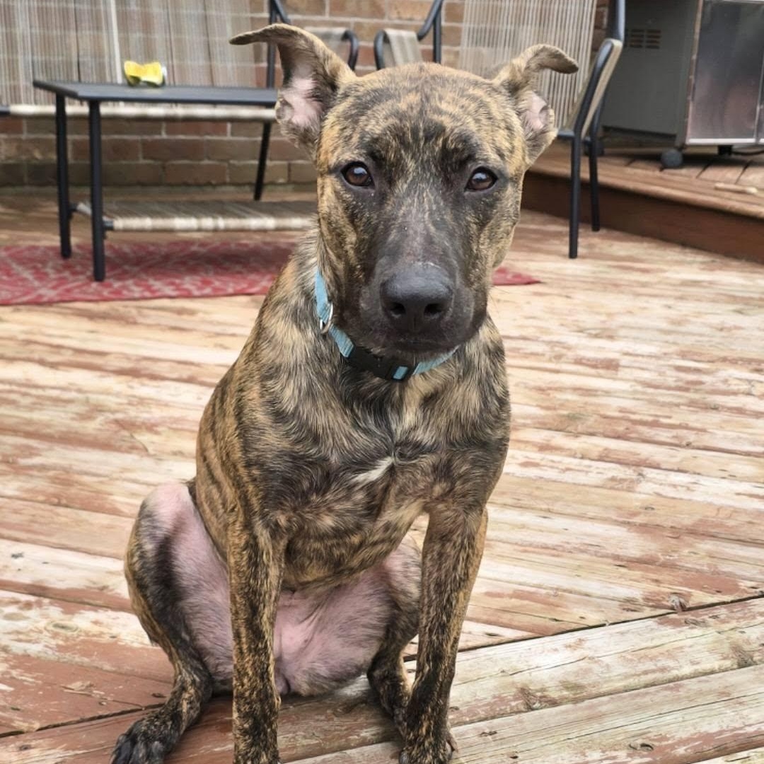 Enlarge Delilah, an adopted mixed breed in Woodstock, ON image 2/5