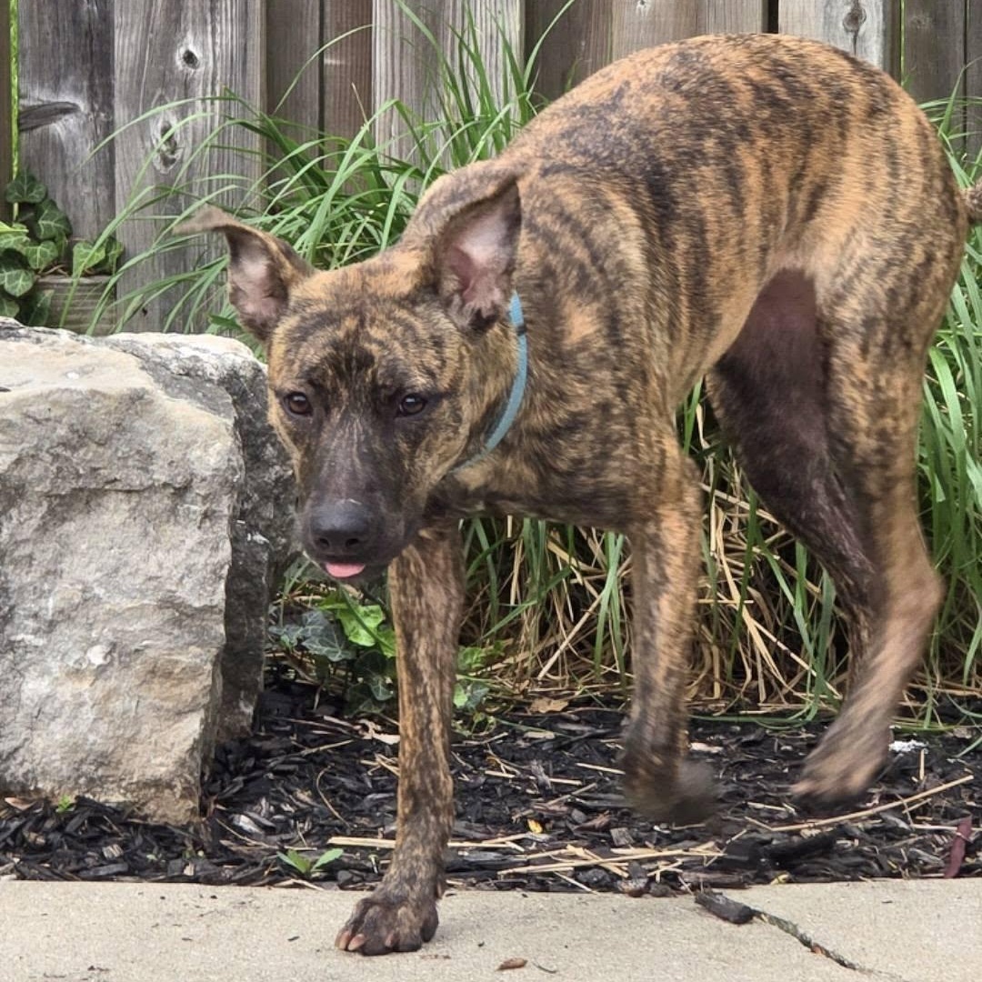 Enlarge Delilah, an adopted mixed breed in Woodstock, ON image 4/5