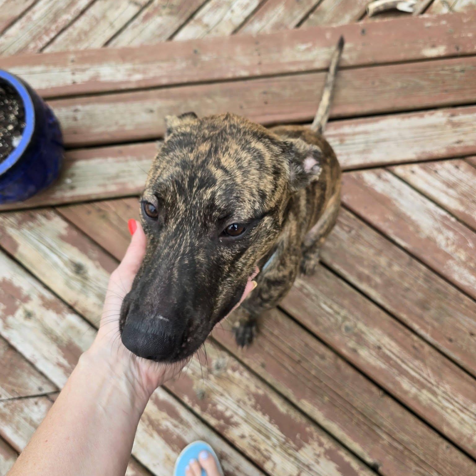 Enlarge Delilah, an adopted mixed breed in Woodstock, ON image 3/5