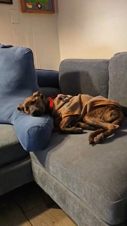 Enlarge Delilah, an adopted mixed breed in Woodstock, ON video 5/5