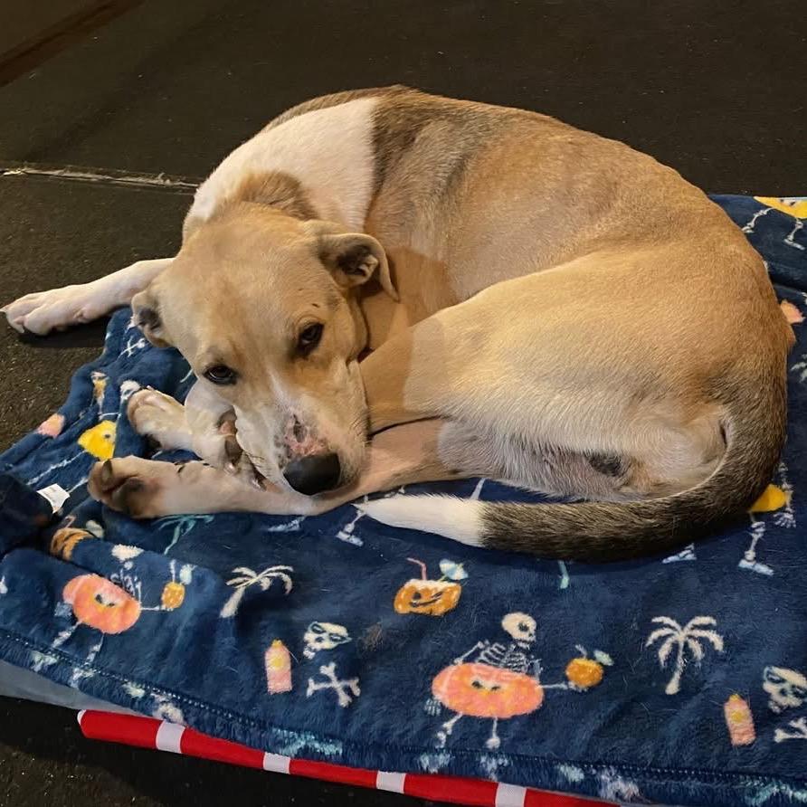 Enlarge Roman, a Adoptable Labrador Retriever in Pineville, MO image 2/4
