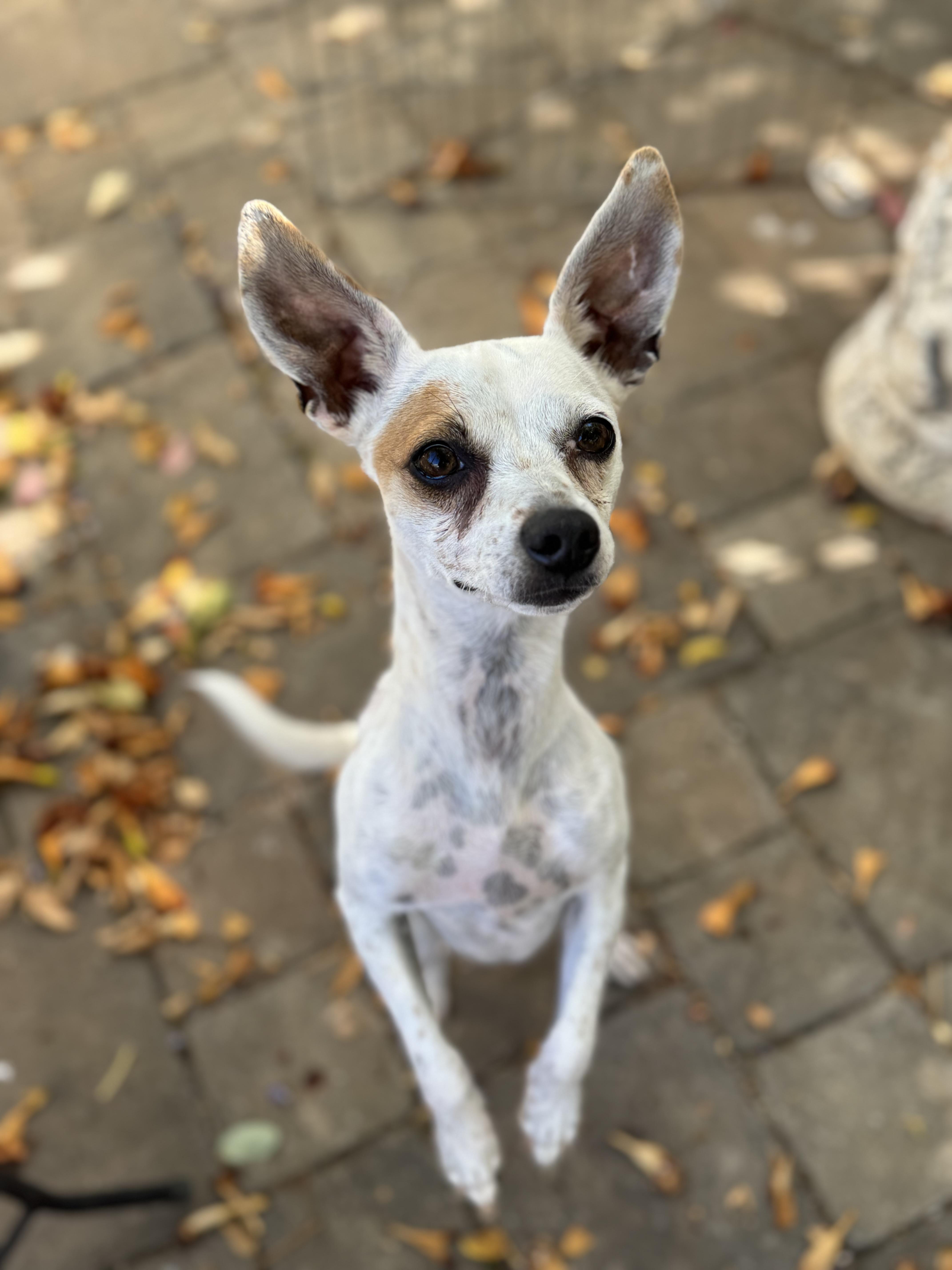 Enlarge Maxi, a Adopted mixed breed in Columbia, CA image 1/6