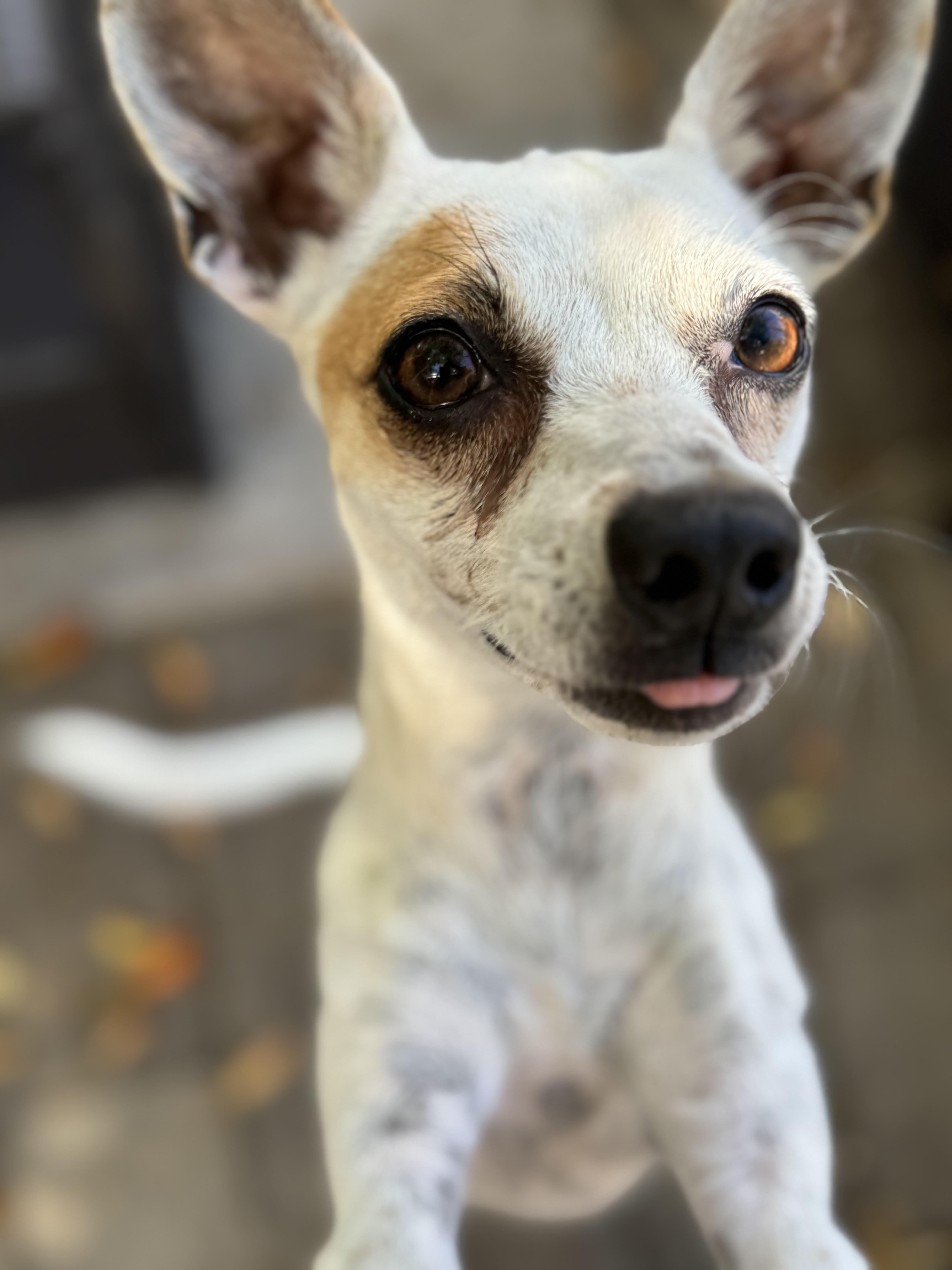 Enlarge Maxi, a Adopted mixed breed in Columbia, CA image 2/6