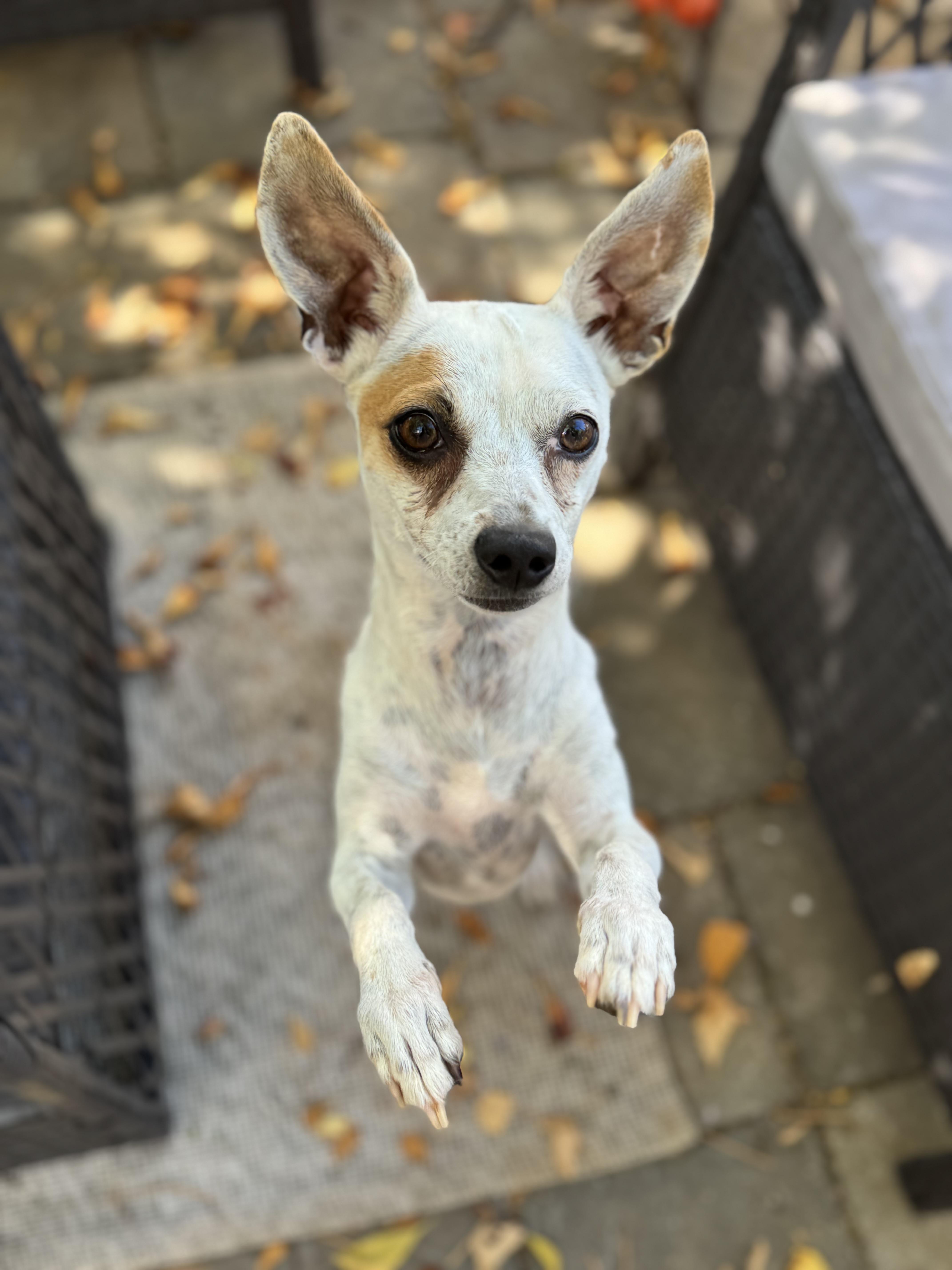 Enlarge Maxi, a Adopted mixed breed in Columbia, CA image 3/6