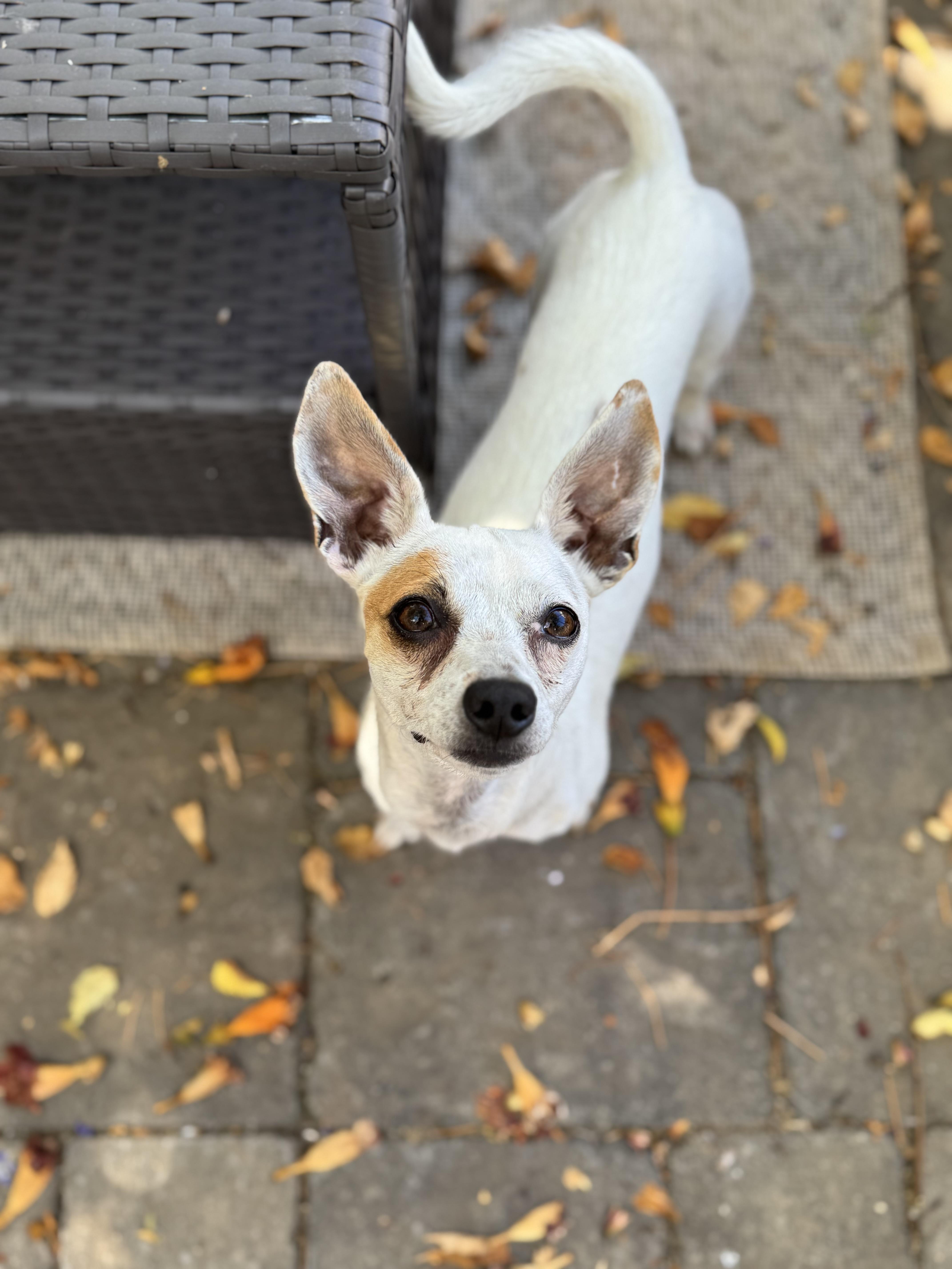 Enlarge Maxi, a Adopted mixed breed in Columbia, CA image 4/6