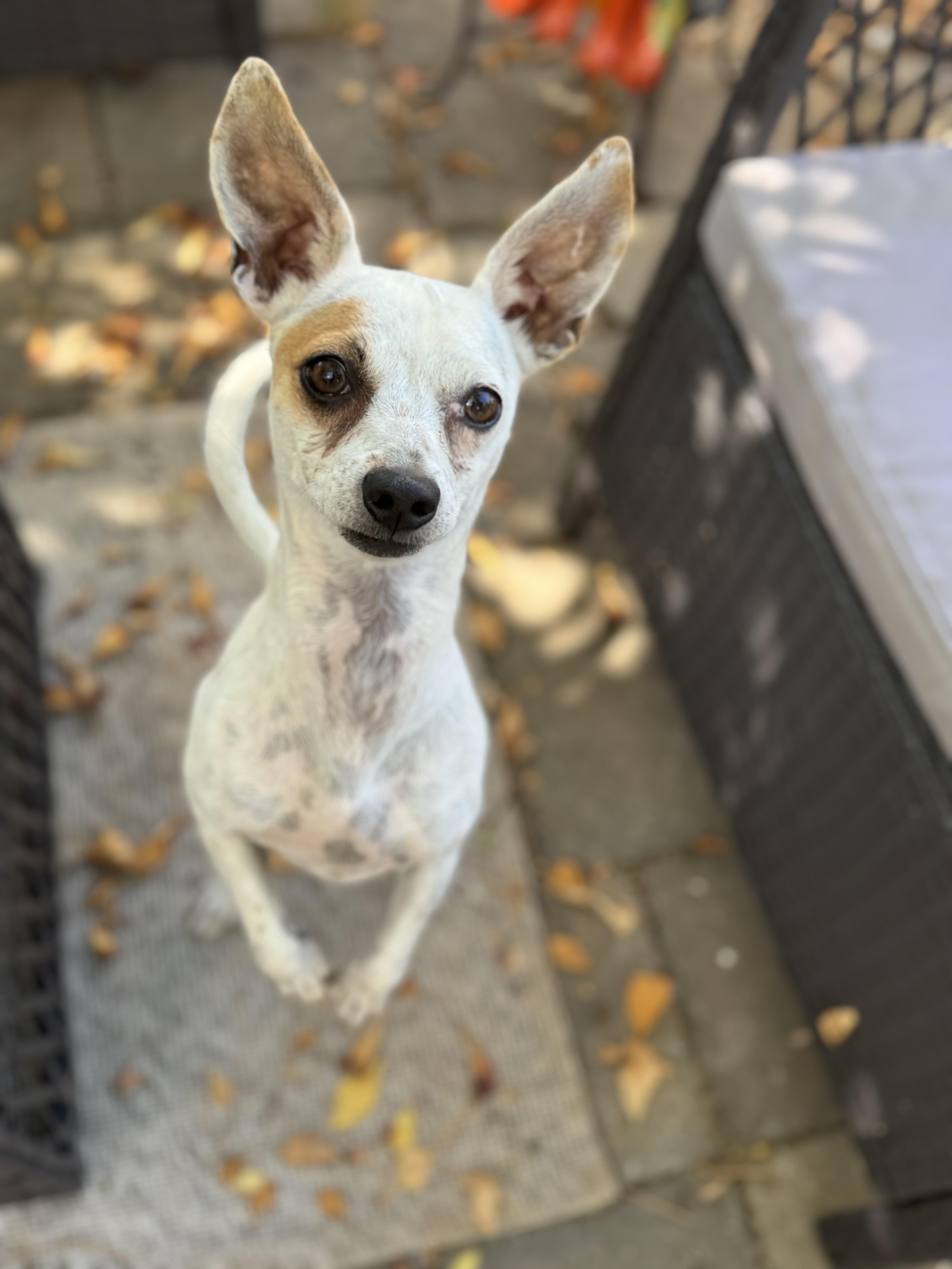 Enlarge Maxi, a Adopted mixed breed in Columbia, CA image 5/6