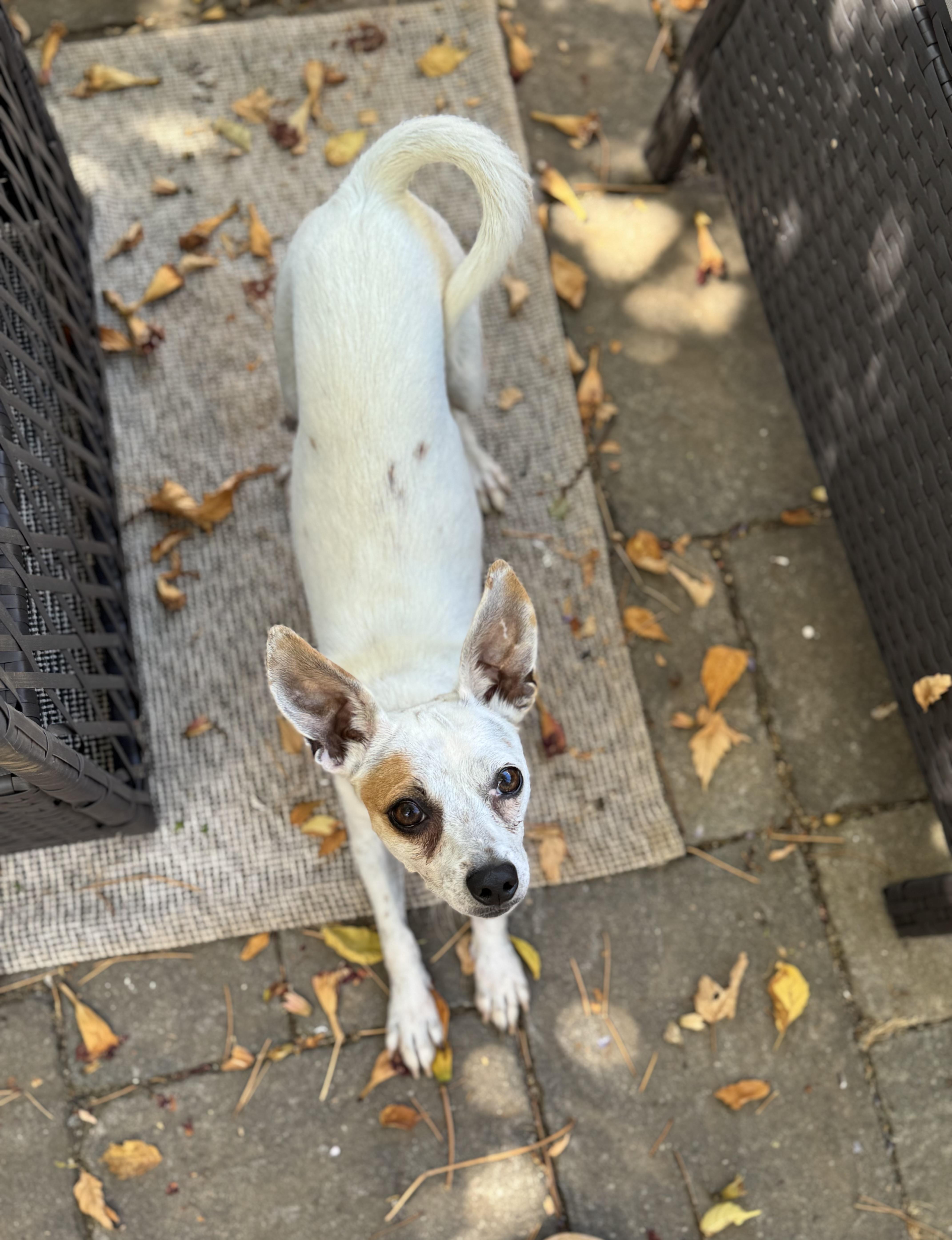 Enlarge Maxi, a Adopted mixed breed in Columbia, CA image 6/6