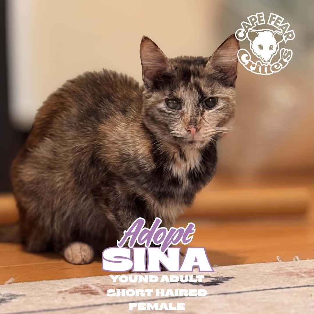 Enlarge Sina, a ADOPTABLE Tortoiseshell in Wilmington, NC image 1/1