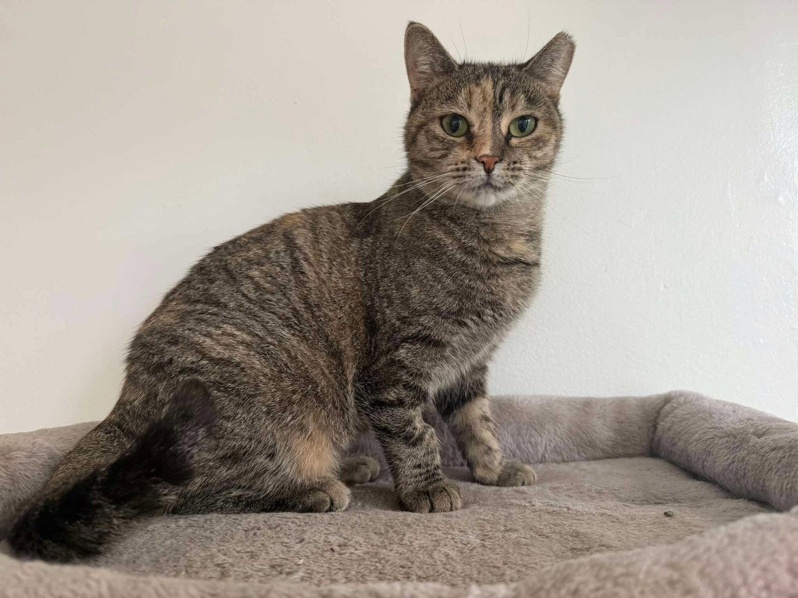 Enlarge Matrimony, a Adoptable Domestic Short Hair in Maple Heights, OH image 1/2