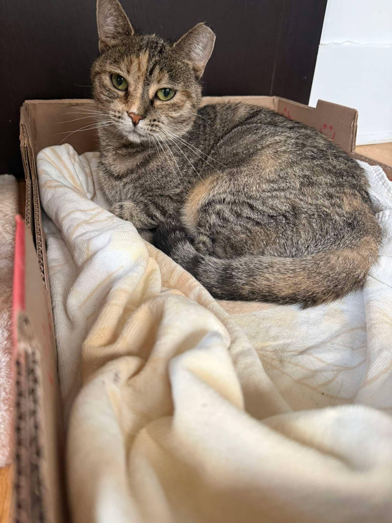 Enlarge Matrimony, a Adoptable Domestic Short Hair in Maple Heights, OH image 2/2