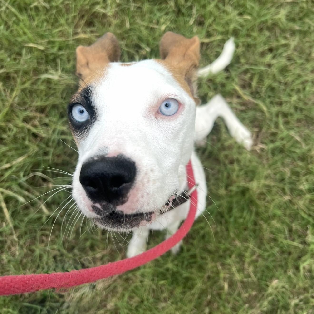 Enlarge Oakley, a Adoptable mixed breed in Fishkill, NY image 3/3