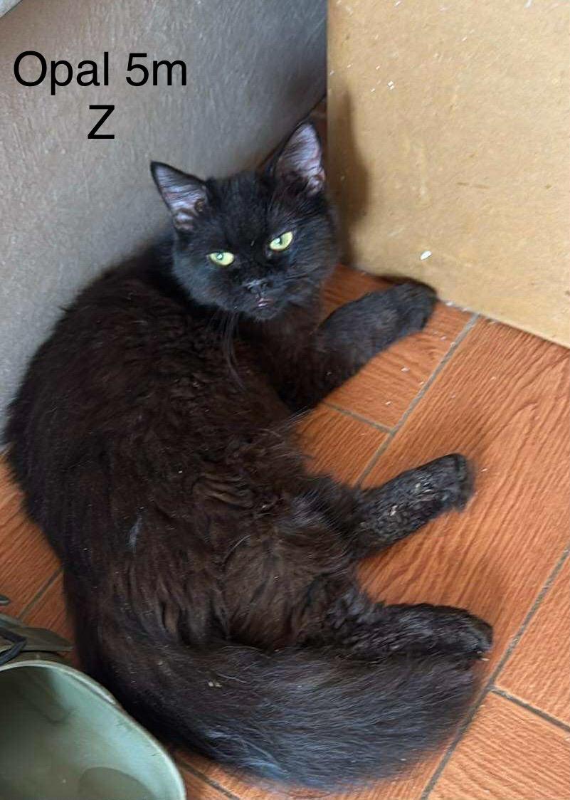 Opal, an adoptable Burmese, Turkish Angora in Woodbridge, ON, L4l 1j7 | Photo Image 1