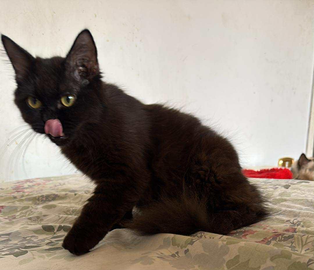 Opal, an adoptable Burmese, Turkish Angora in Woodbridge, ON, L4l 1j7 | Photo Image 3