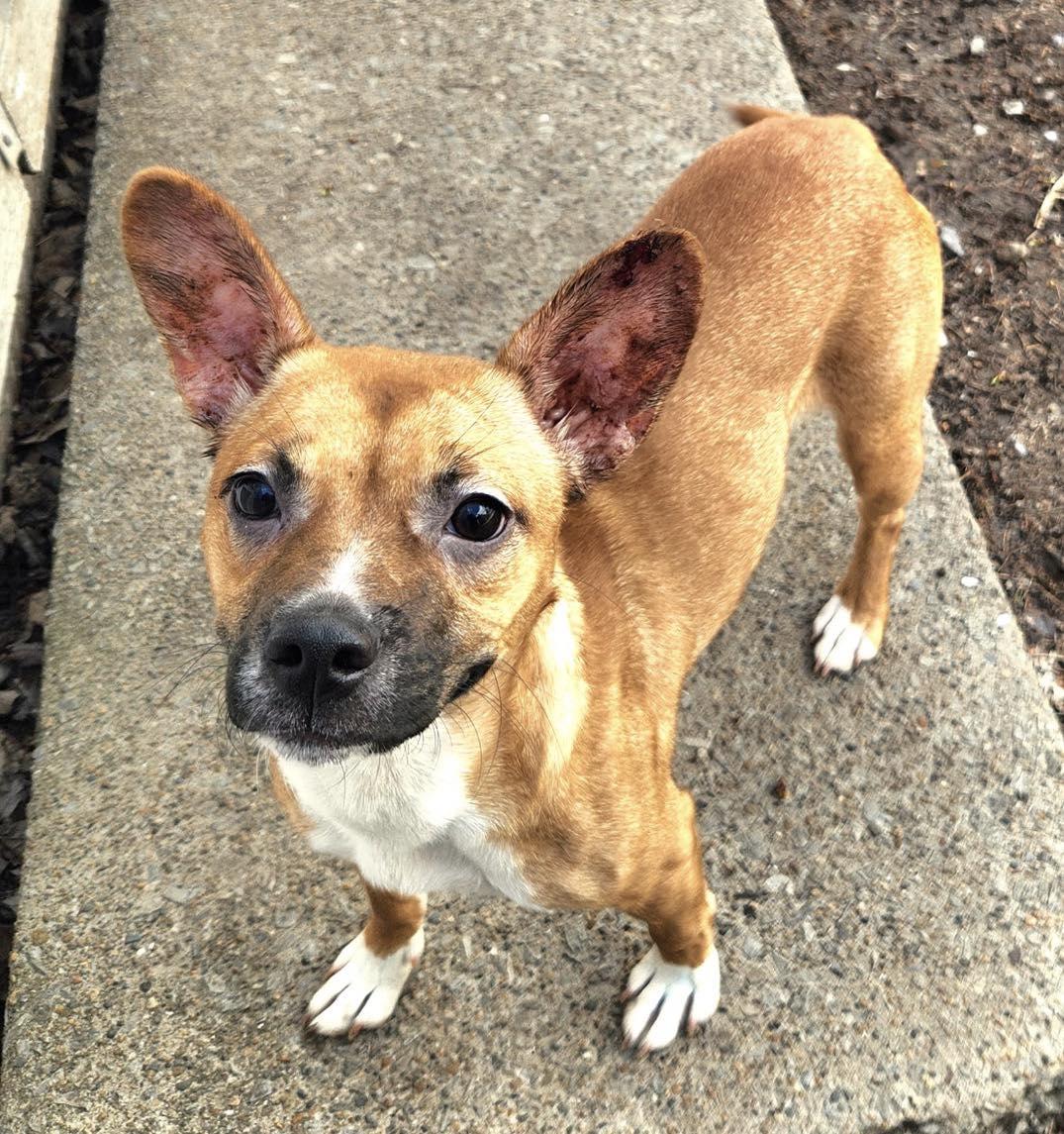Linda, an adopted mixed breed in Vermilion, OH image 2/3