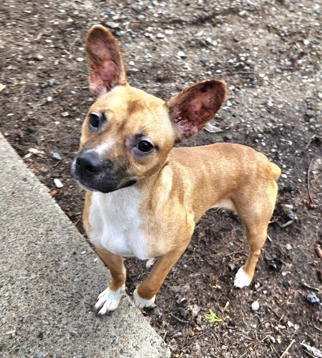 Linda, an adopted mixed breed in Vermilion, OH image 3/3