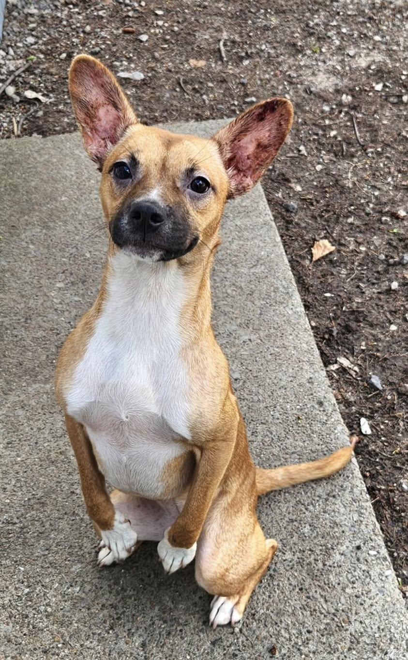 Linda, an adopted mixed breed in Vermilion, OH image 1/3