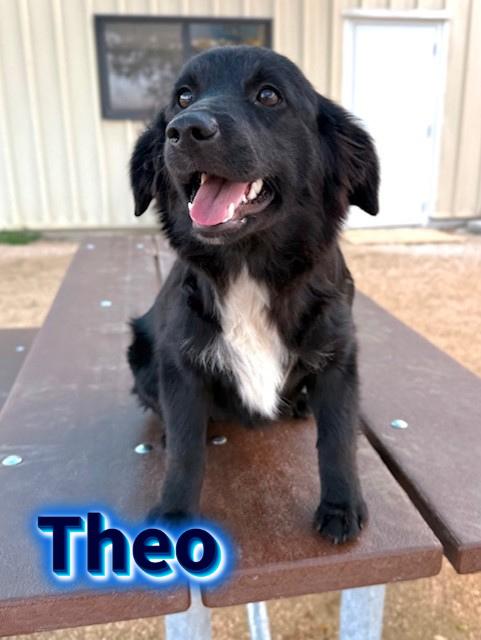 Theo, adopted, Young Male Australian Shepherd.