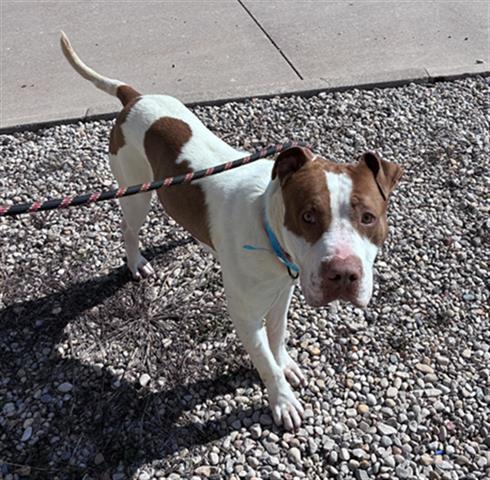MARLEY, Adoptable, Young Male Pit Bull Terrier.