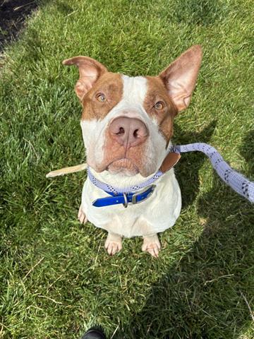 MARLEY, Adoptable, Young Male Pit Bull Terrier.