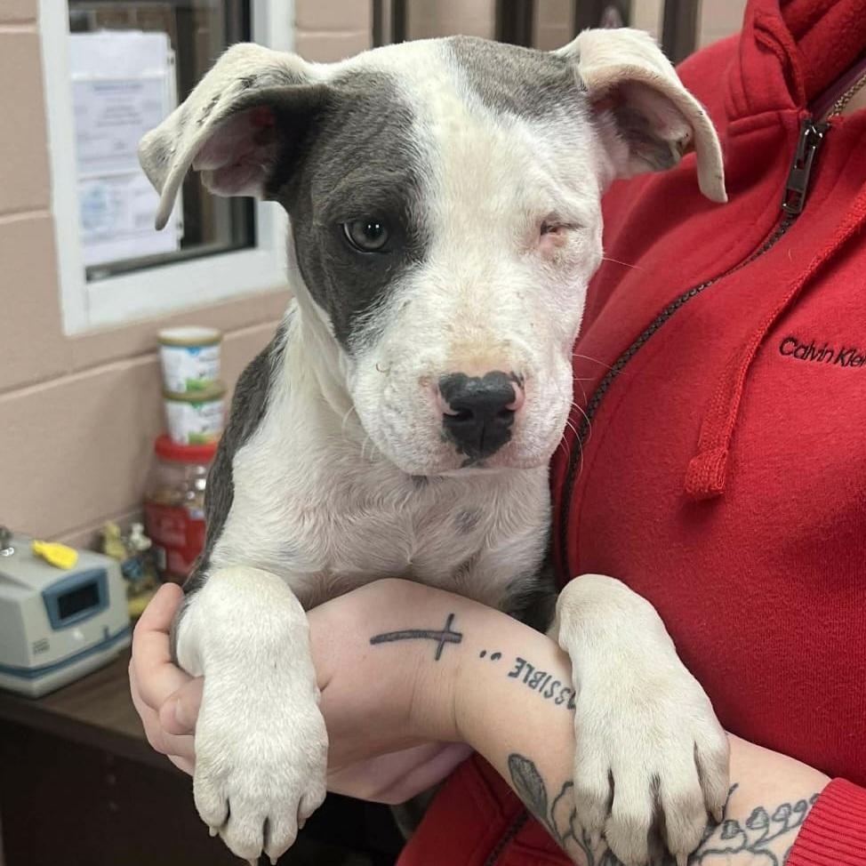 Willy, Adoptable, Puppy Male American Staffordshire Terrier & Pit Bull Terrier.