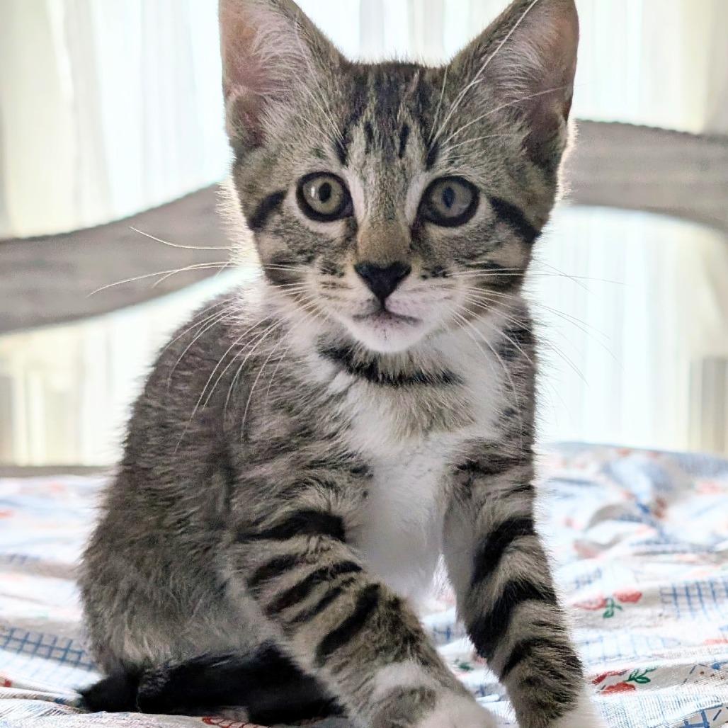Mayor Lionheart, Adoptable, Kitten Male Domestic Short Hair.