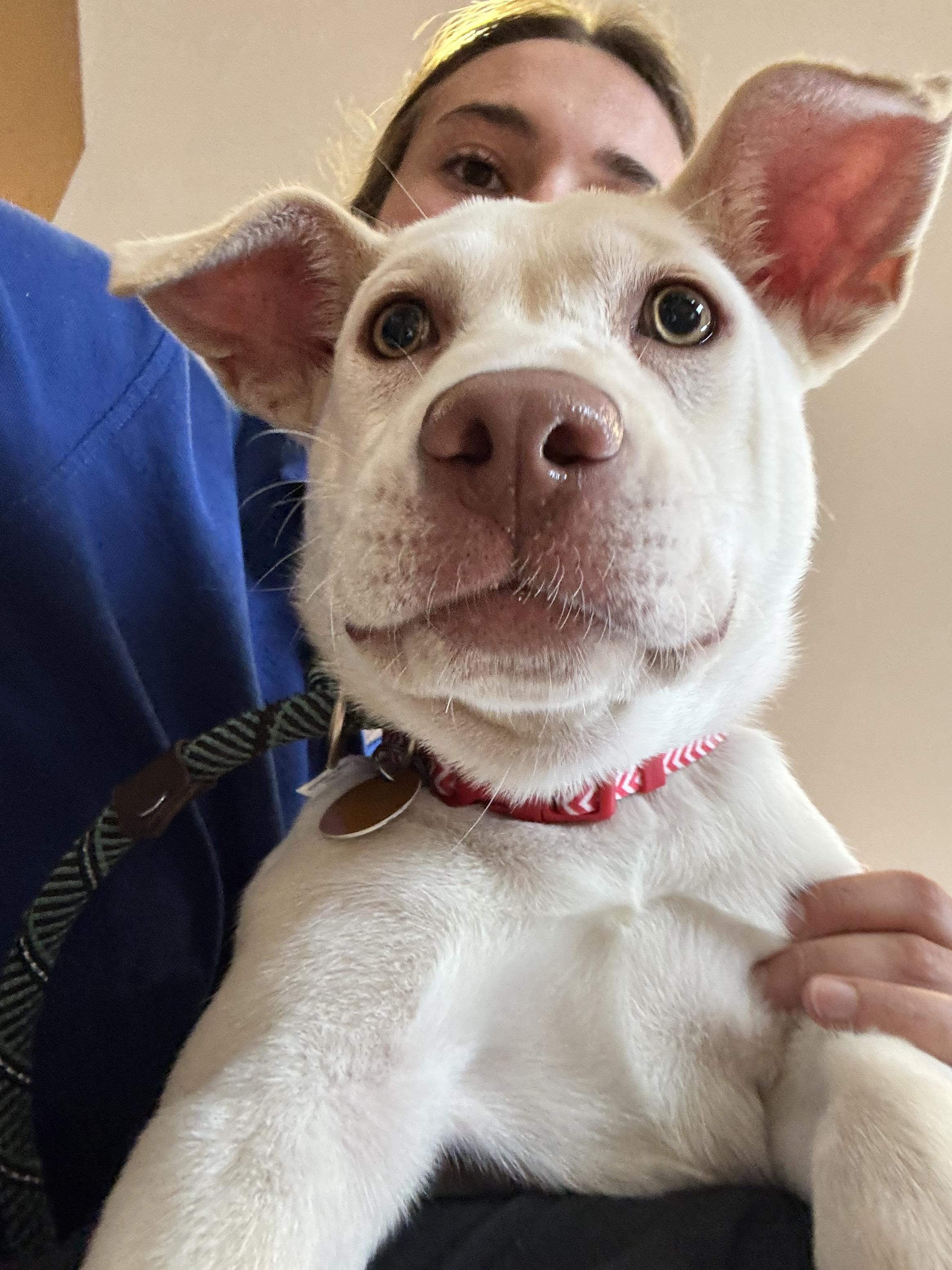 Enlarge Wilma, an adoptable mixed breed in Collierville, TN image 5/5