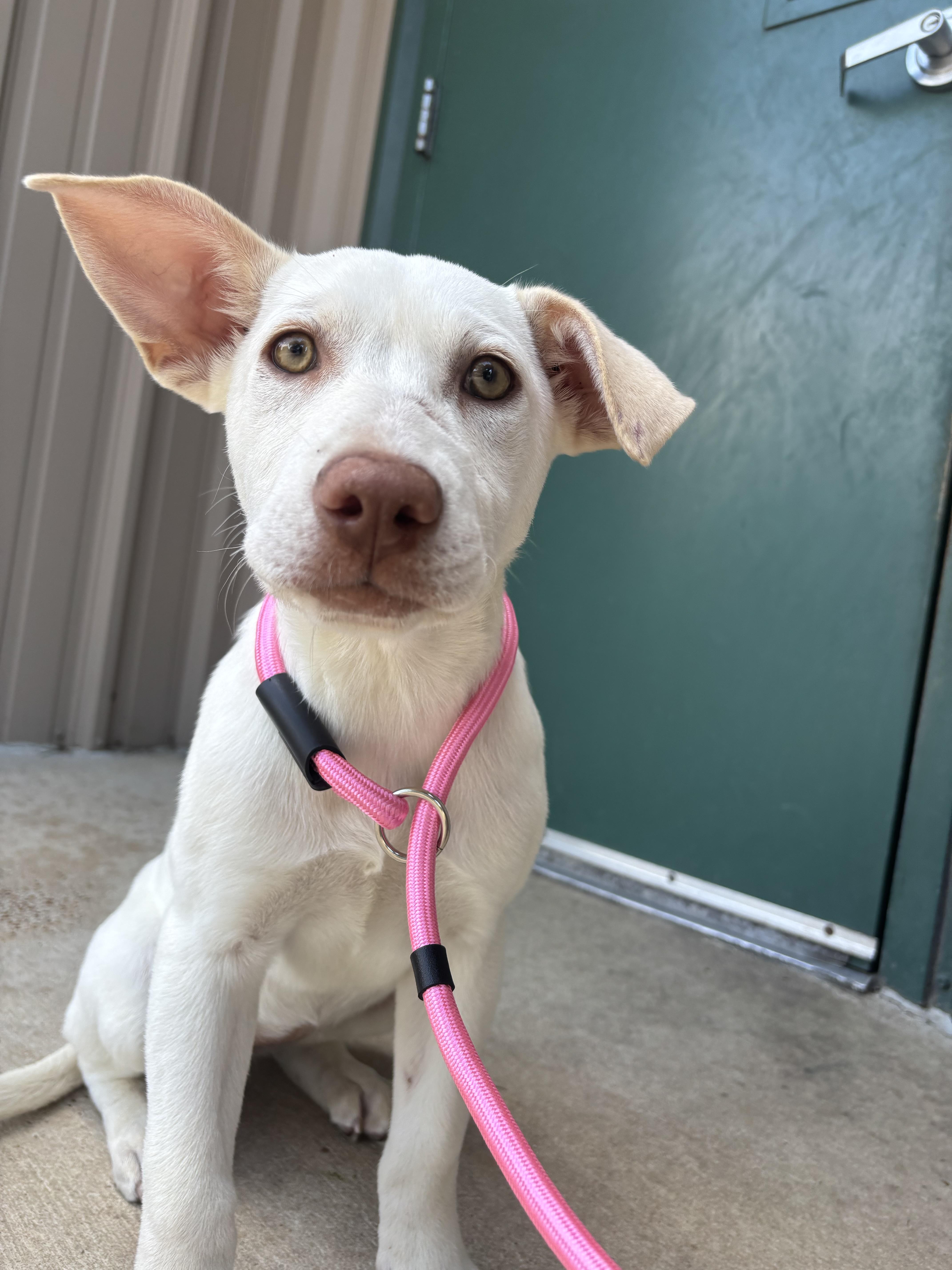 Enlarge Wilma, an adoptable mixed breed in Collierville, TN image 3/5
