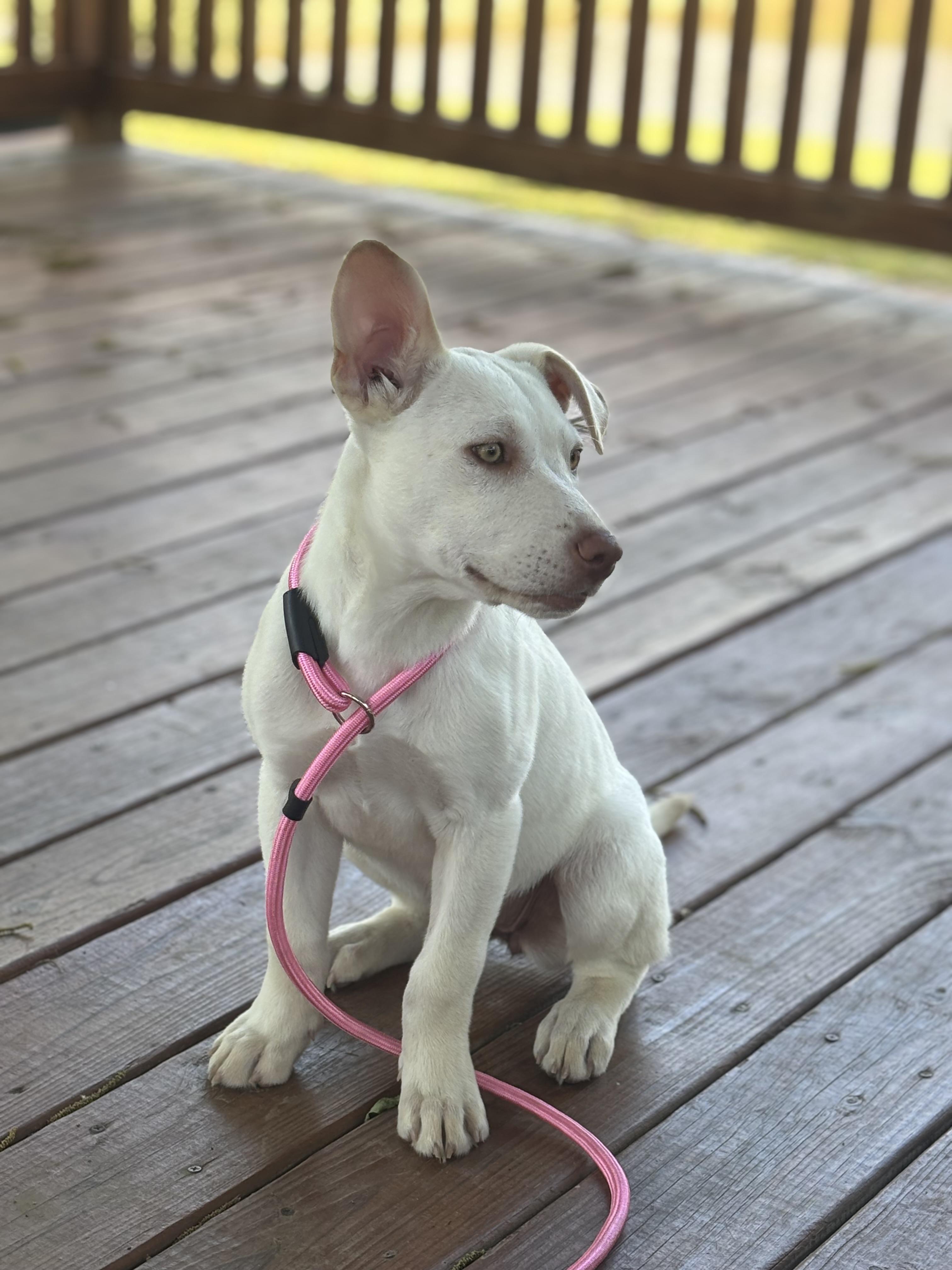 Enlarge Wilma, an adoptable mixed breed in Collierville, TN image 4/5