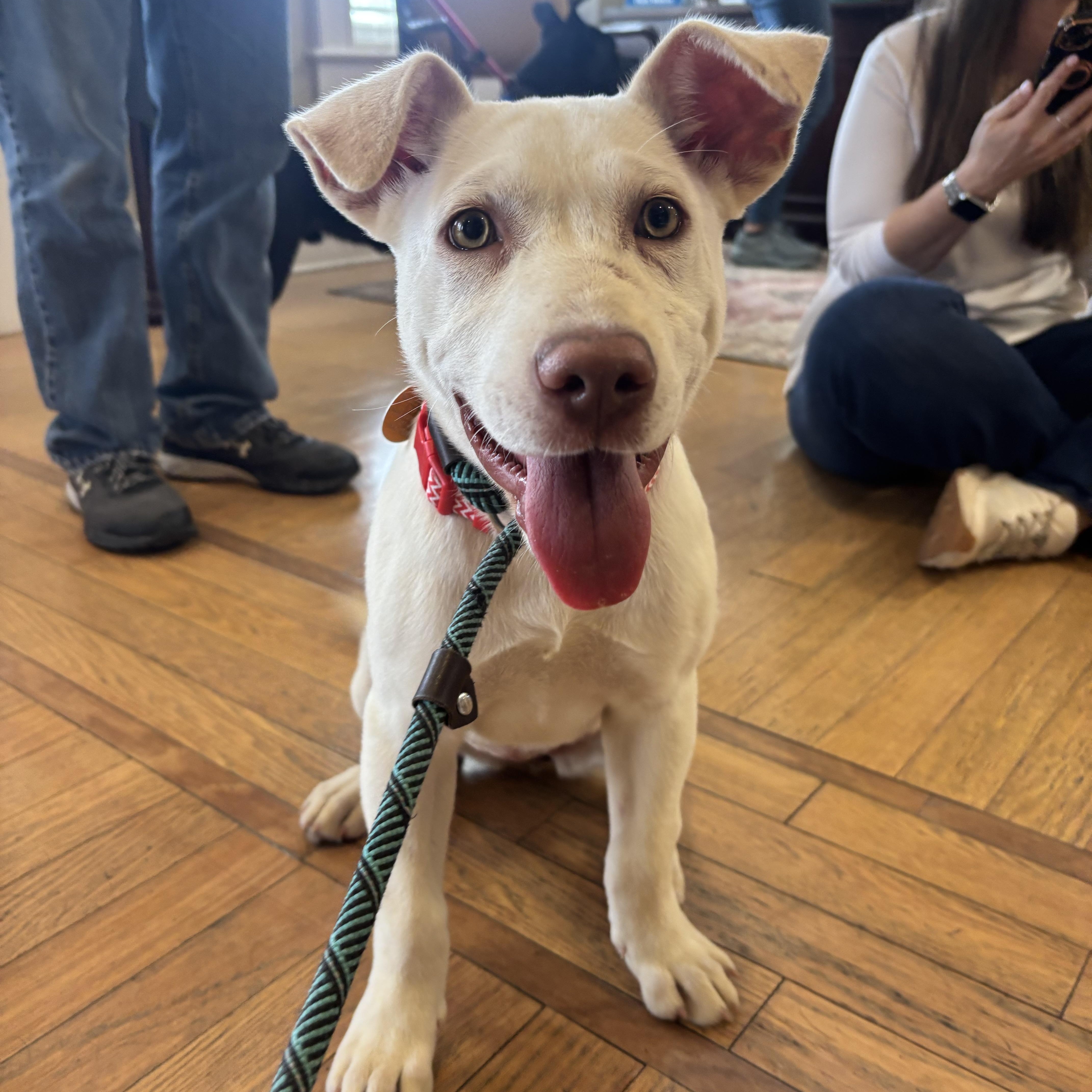 Wilma, adoptable, Puppy Female Yellow Labrador Retriever.