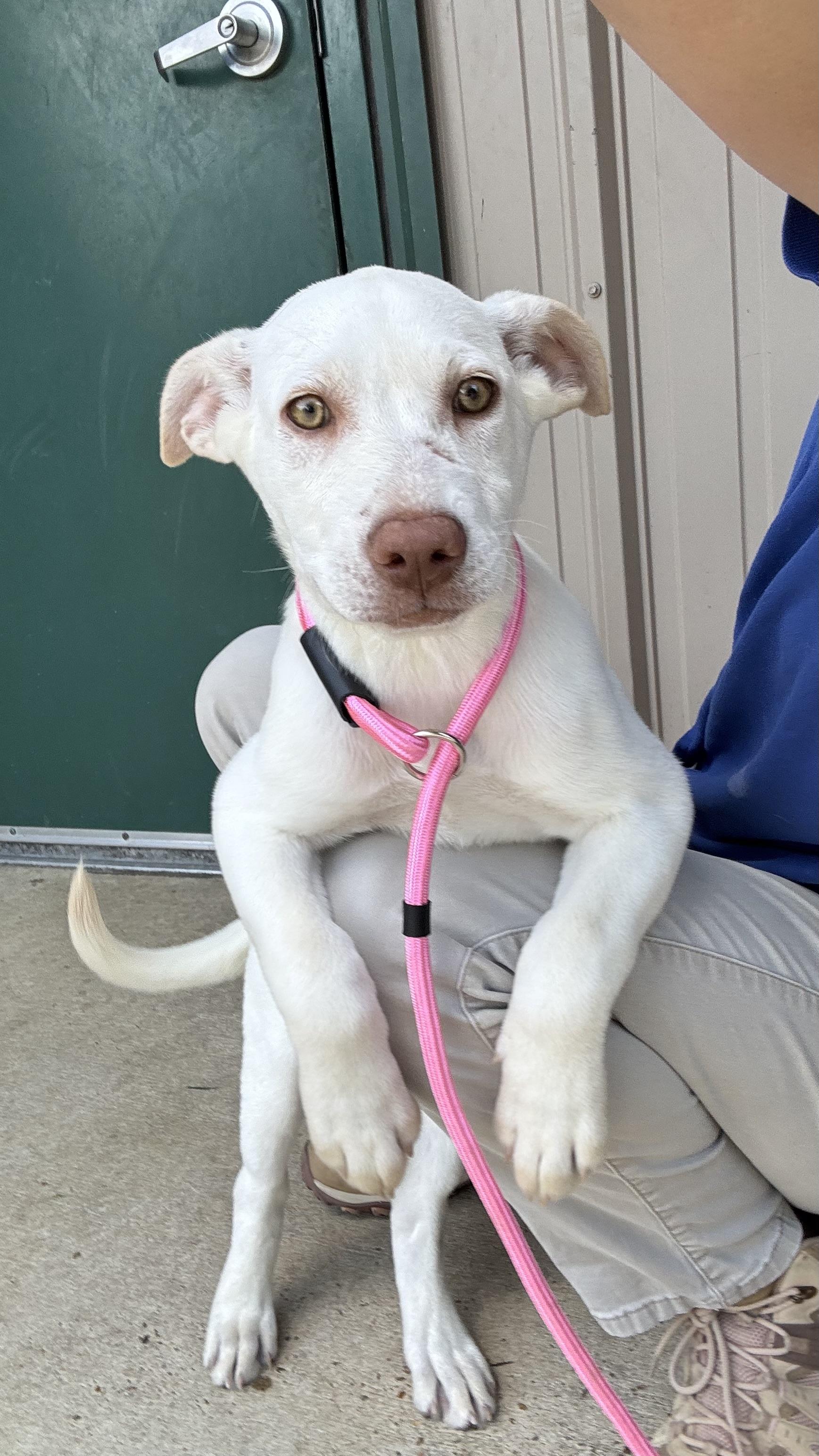 Enlarge Wilma, an adoptable mixed breed in Collierville, TN image 2/5