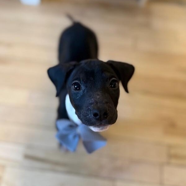 Onyx Sweetie — thumbnail 3